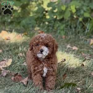 Marley, Miniature Poodle Puppy
